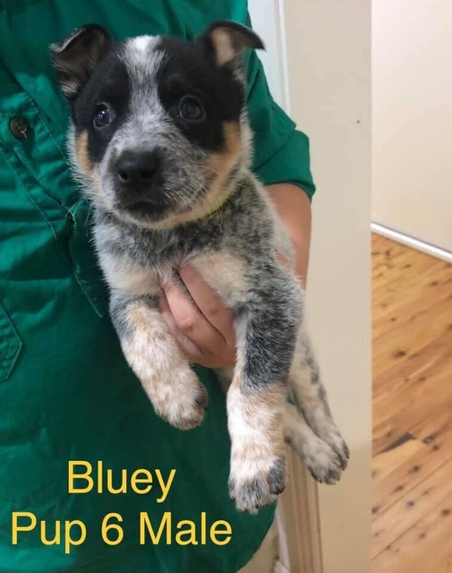 gumtree blue heeler